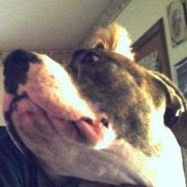 Raw Dogs Buster Pit Bull.jpg